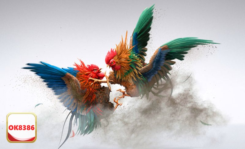 Đá Gà Cựa Sắt - Đa dạng trận đấu suốt cả ngày