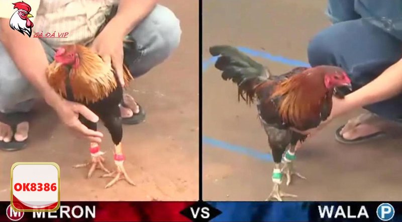 Đá Gà Cựa Sắt - Cửa cược phong phú, dễ làm quen