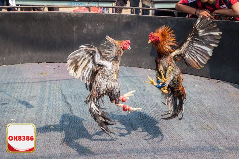 Đá Gà OK8386 - Kèo BDD – phương án “phòng thủ” thông minh Đá Gà OK8386 - Kèo BDD – phương án “phòng thủ” thông minh